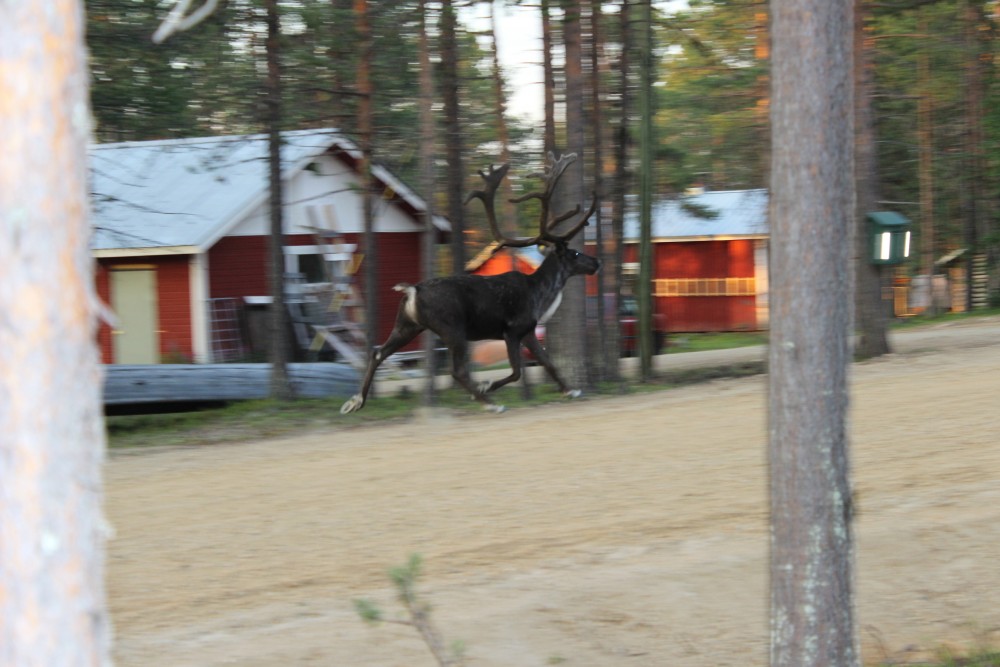osaa ne porotkin lentää!