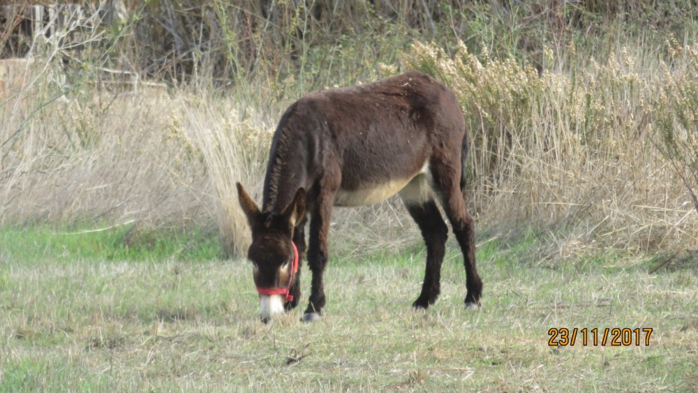 IMG_3461.JPG